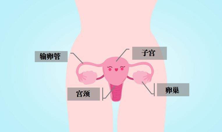 双侧输卵管摘除可以做试管婴儿吗？术后多久可以做试管助孕