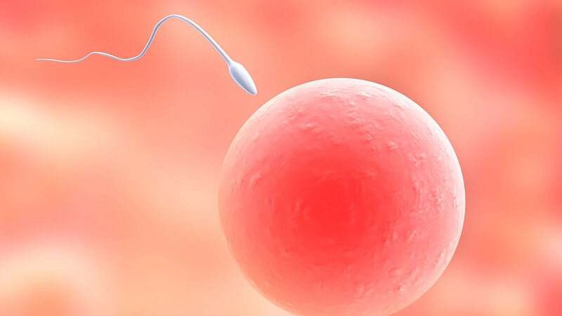 常见的试管婴儿胚胎培育失败原因有哪些？如何提高供卵试管成功率？